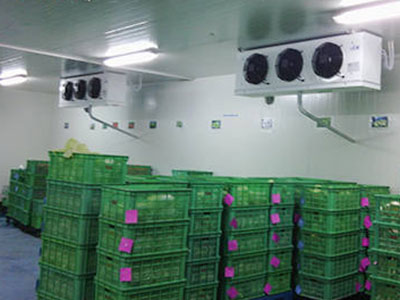 蔬菜水果批发建多大的保鲜冷库较量合适？？？？？ 
